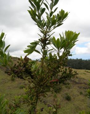 Fotografia 9 da espécie Myrica faya no Jardim Botânico UTAD