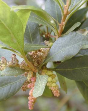 Fotografia 10 da espécie Myrica faya no Jardim Botânico UTAD