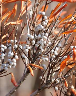 Fotografia 10 da espécie Myrica gale no Jardim Botânico UTAD