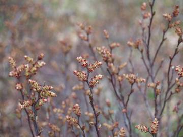 Fotografia da espécie Myrica gale