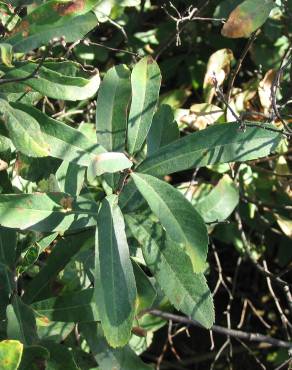 Fotografia 12 da espécie Myrica gale no Jardim Botânico UTAD