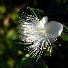 Fotografia da espécie Myrtus communis