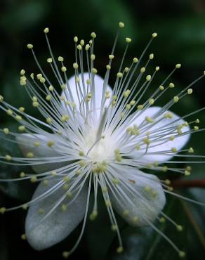 Fotografia 12 da espécie Myrtus communis no Jardim Botânico UTAD