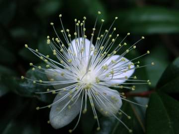 Fotografia da espécie Myrtus communis