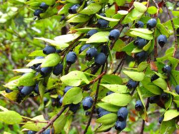 Fotografia da espécie Myrtus communis