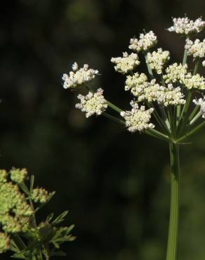 Fotografia 11 da espécie Oenanthe crocata no Jardim Botânico UTAD