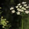 Fotografia 11 da espécie Oenanthe crocata do Jardim Botânico UTAD