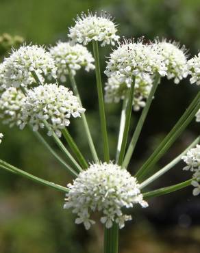 Fotografia 1 da espécie Oenanthe crocata no Jardim Botânico UTAD