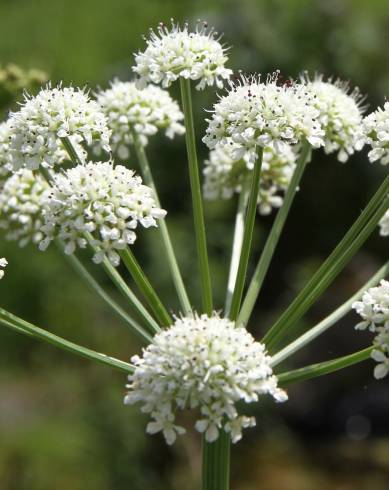 Fotografia de capa Oenanthe crocata - do Jardim Botânico