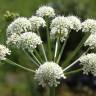 Fotografia 1 da espécie Oenanthe crocata do Jardim Botânico UTAD