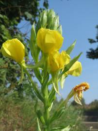 Fotografia da espécie Oenothera biennis