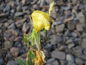 Fotografia da espécie Oenothera biennis