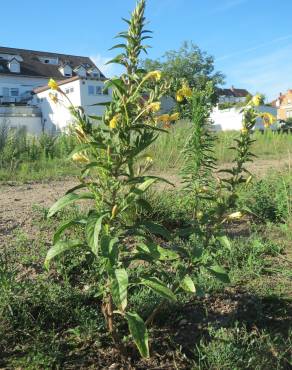 Fotografia 16 da espécie Oenothera biennis no Jardim Botânico UTAD