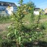 Fotografia 16 da espécie Oenothera biennis do Jardim Botânico UTAD