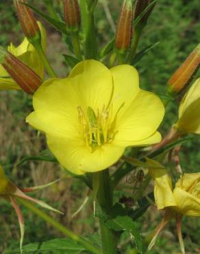 Fotografia 17 da espécie Oenothera biennis no Jardim Botânico UTAD