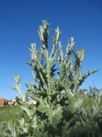 Fotografia da espécie Onopordum acanthium subesp. acanthium