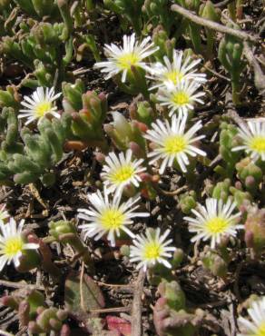 Fotografia 12 da espécie Mesembryanthemum nodiflorum no Jardim Botânico UTAD