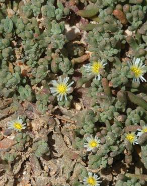 Fotografia 13 da espécie Mesembryanthemum nodiflorum no Jardim Botânico UTAD