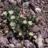 Fotografia 14 da espécie Mesembryanthemum nodiflorum do Jardim Botânico UTAD