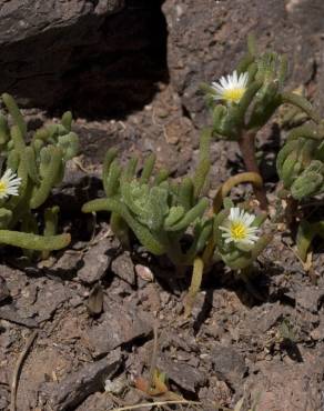 Fotografia 16 da espécie Mesembryanthemum nodiflorum no Jardim Botânico UTAD