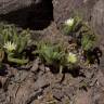 Fotografia 16 da espécie Mesembryanthemum nodiflorum do Jardim Botânico UTAD