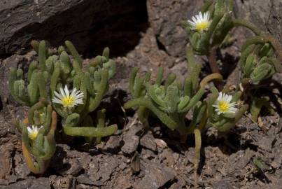 Fotografia da espécie Mesembryanthemum nodiflorum