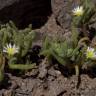 Fotografia 17 da espécie Mesembryanthemum nodiflorum do Jardim Botânico UTAD