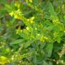 Fotografia 7 da espécie Melilotus officinalis do Jardim Botânico UTAD