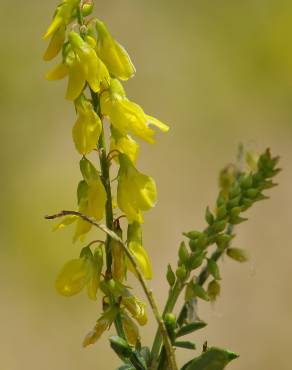 Fotografia 8 da espécie Melilotus officinalis no Jardim Botânico UTAD