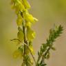 Fotografia 8 da espécie Melilotus officinalis do Jardim Botânico UTAD