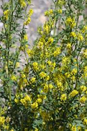 Fotografia da espécie Melilotus officinalis