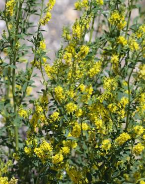 Fotografia 9 da espécie Melilotus officinalis no Jardim Botânico UTAD