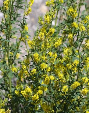 Fotografia 9 da espécie Melilotus officinalis no Jardim Botânico UTAD