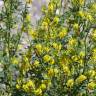 Fotografia 9 da espécie Melilotus officinalis do Jardim Botânico UTAD