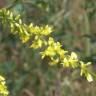 Fotografia 10 da espécie Melilotus officinalis do Jardim Botânico UTAD