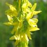 Fotografia 11 da espécie Melilotus officinalis do Jardim Botânico UTAD