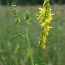 Fotografia 12 da espécie Melilotus officinalis do Jardim Botânico UTAD