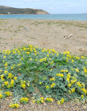 Fotografia 9 da espécie Medicago marina no Jardim Botânico UTAD