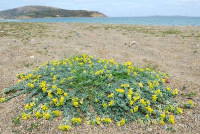 Fotografia da espécie Medicago marina