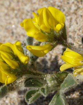 Fotografia 10 da espécie Medicago marina no Jardim Botânico UTAD