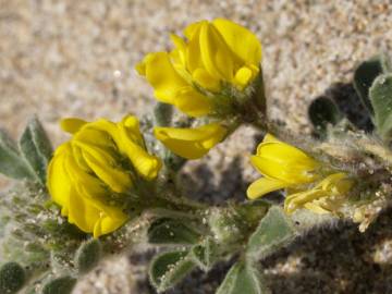 Fotografia da espécie Medicago marina