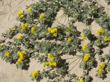 Fotografia da espécie Medicago marina