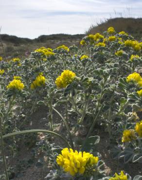 Fotografia 12 da espécie Medicago marina no Jardim Botânico UTAD