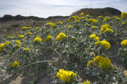 Fotografia da espécie Medicago marina