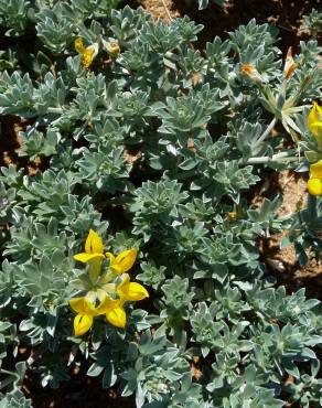 Fotografia 13 da espécie Medicago marina no Jardim Botânico UTAD