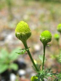 Fotografia da espécie Matricaria discoidea