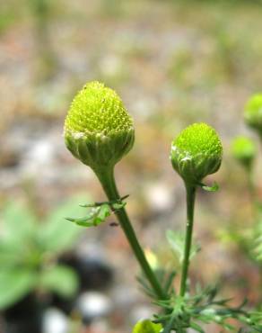 Fotografia 8 da espécie Matricaria discoidea no Jardim Botânico UTAD