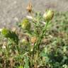 Fotografia 12 da espécie Matricaria discoidea do Jardim Botânico UTAD