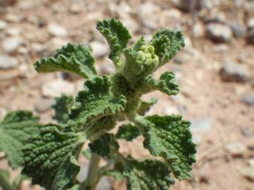 Fotografia da espécie Marrubium vulgare