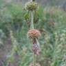 Fotografia 13 da espécie Marrubium vulgare do Jardim Botânico UTAD